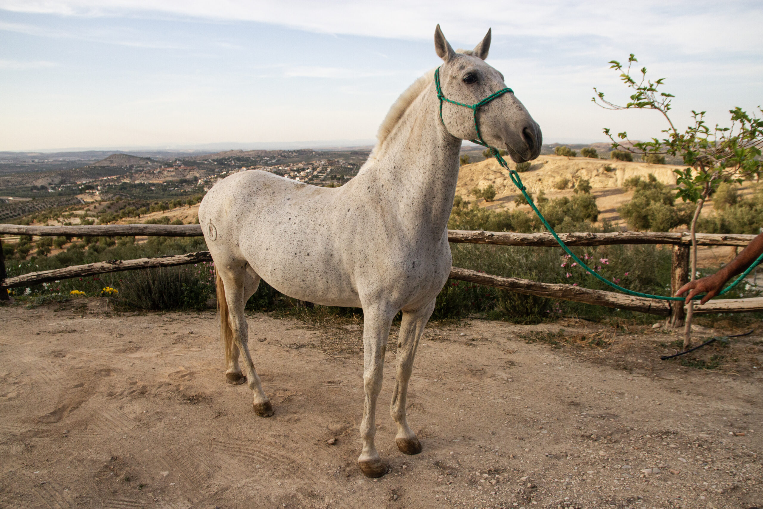 Whisquera caballo centro ecuestre la estribera