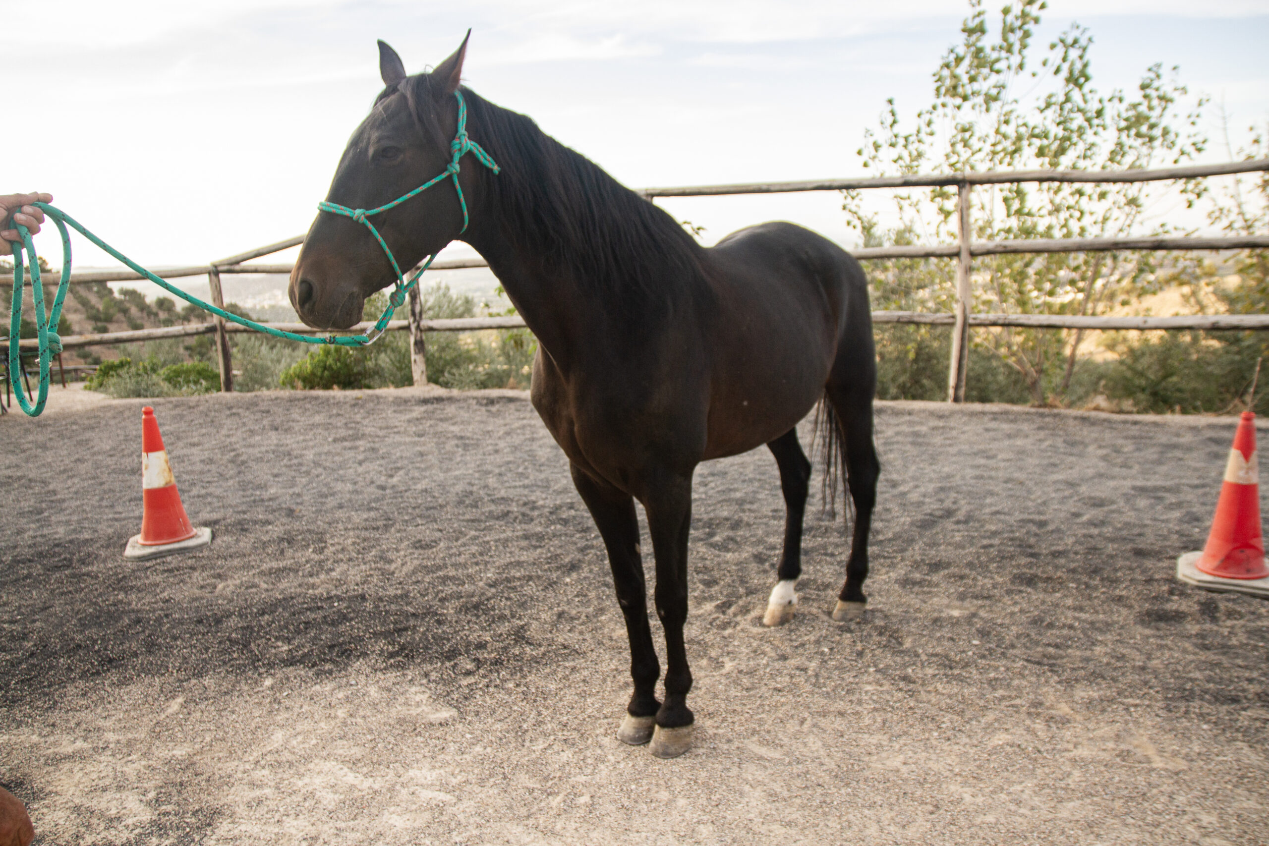 Caoba caballo centro ecuestre la estribera