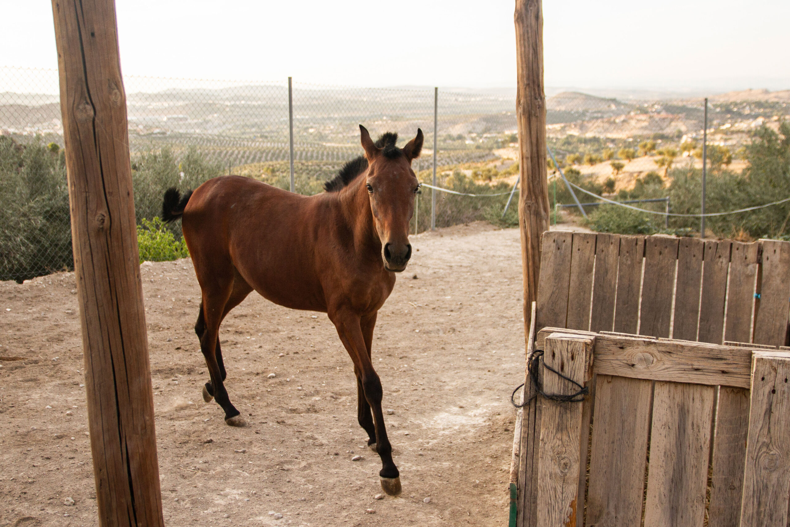 Babiera caballo centro ecuestre la estribera