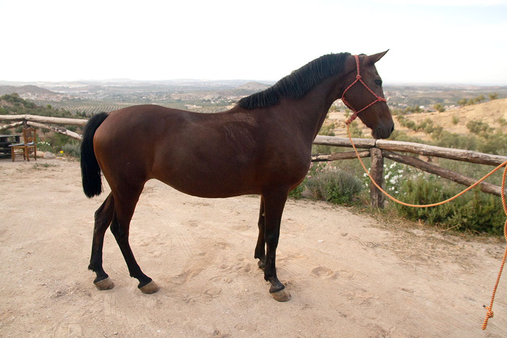 Caballo Alegría La Estribera