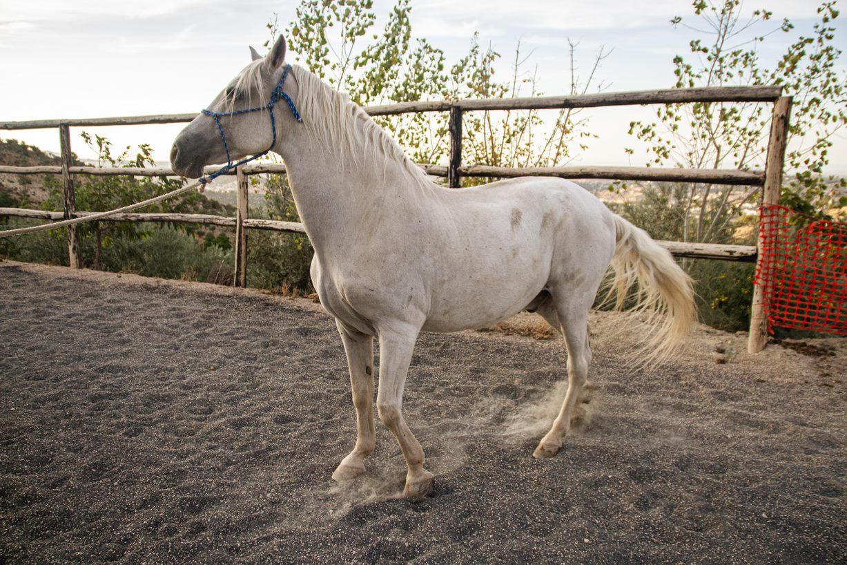 caballo guapo la estribera